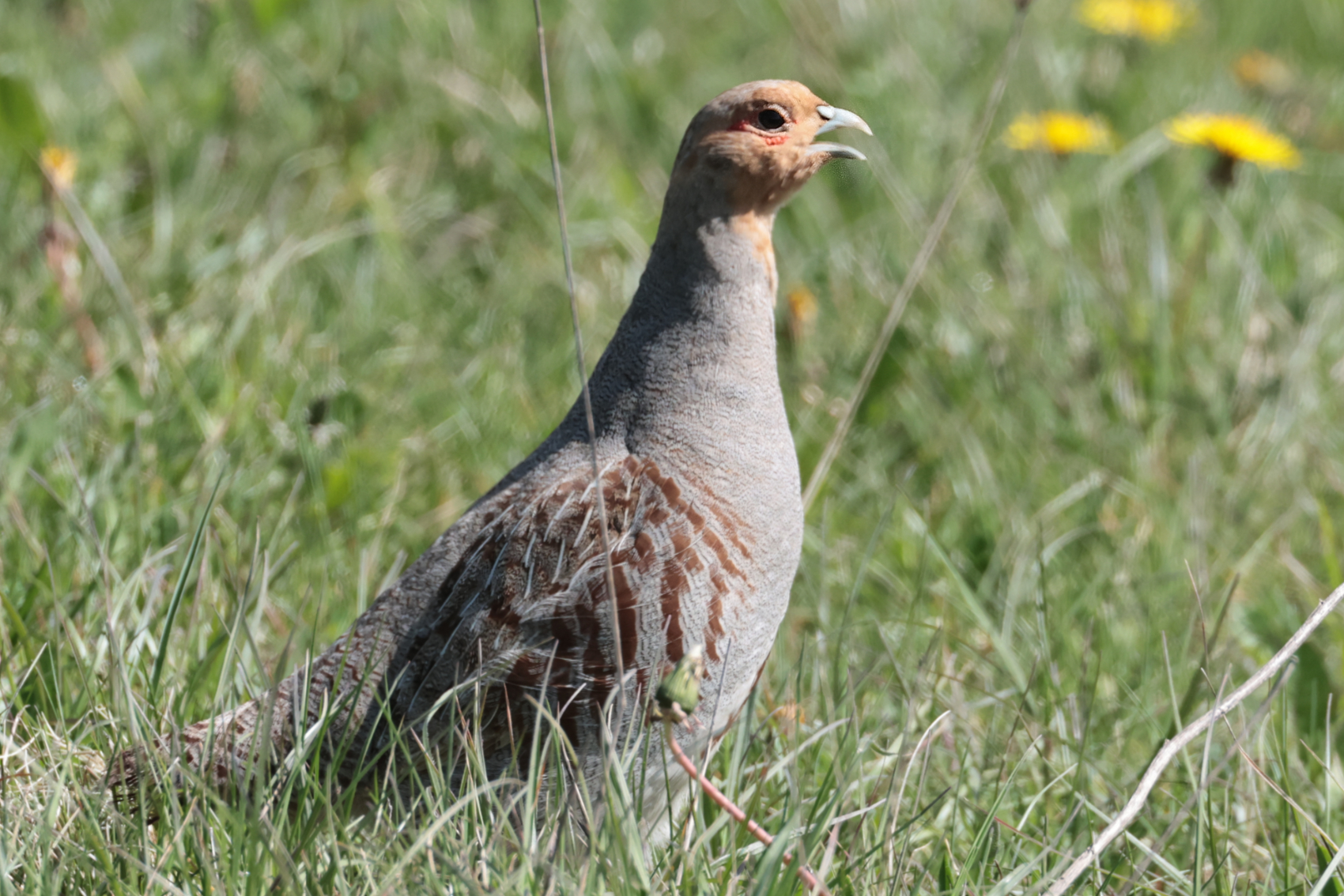 Grey Partridge