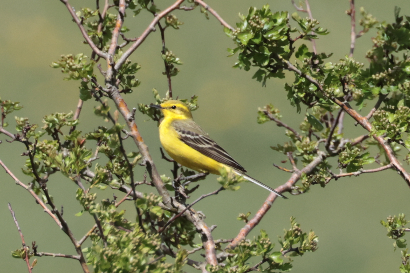 Yellow Wagtail