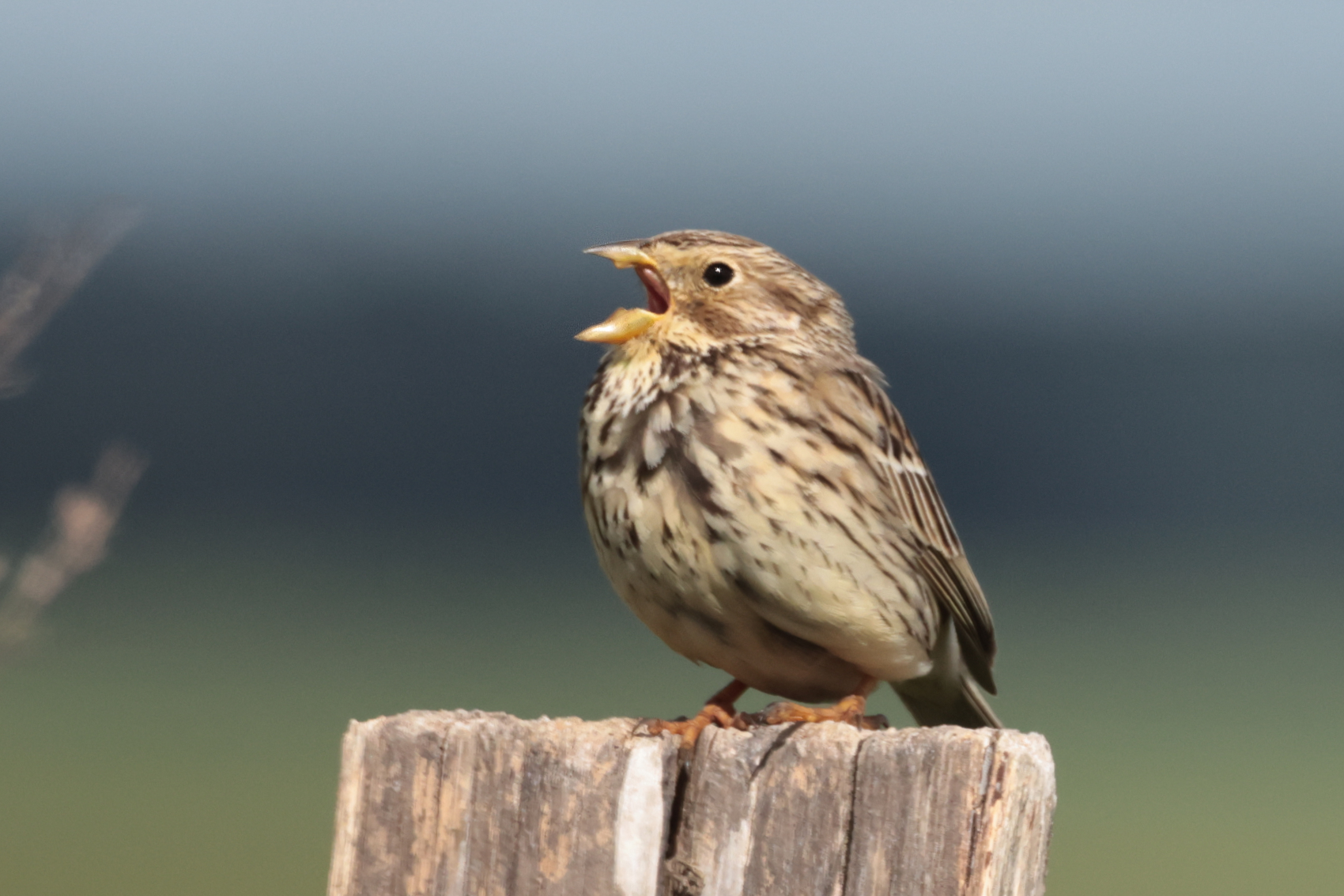 Corn Bunting