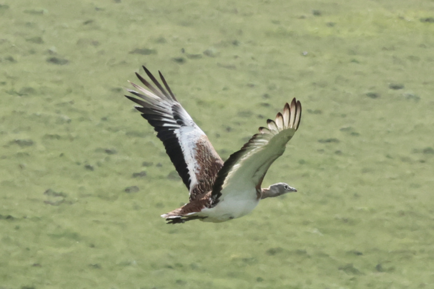 Great Bustard