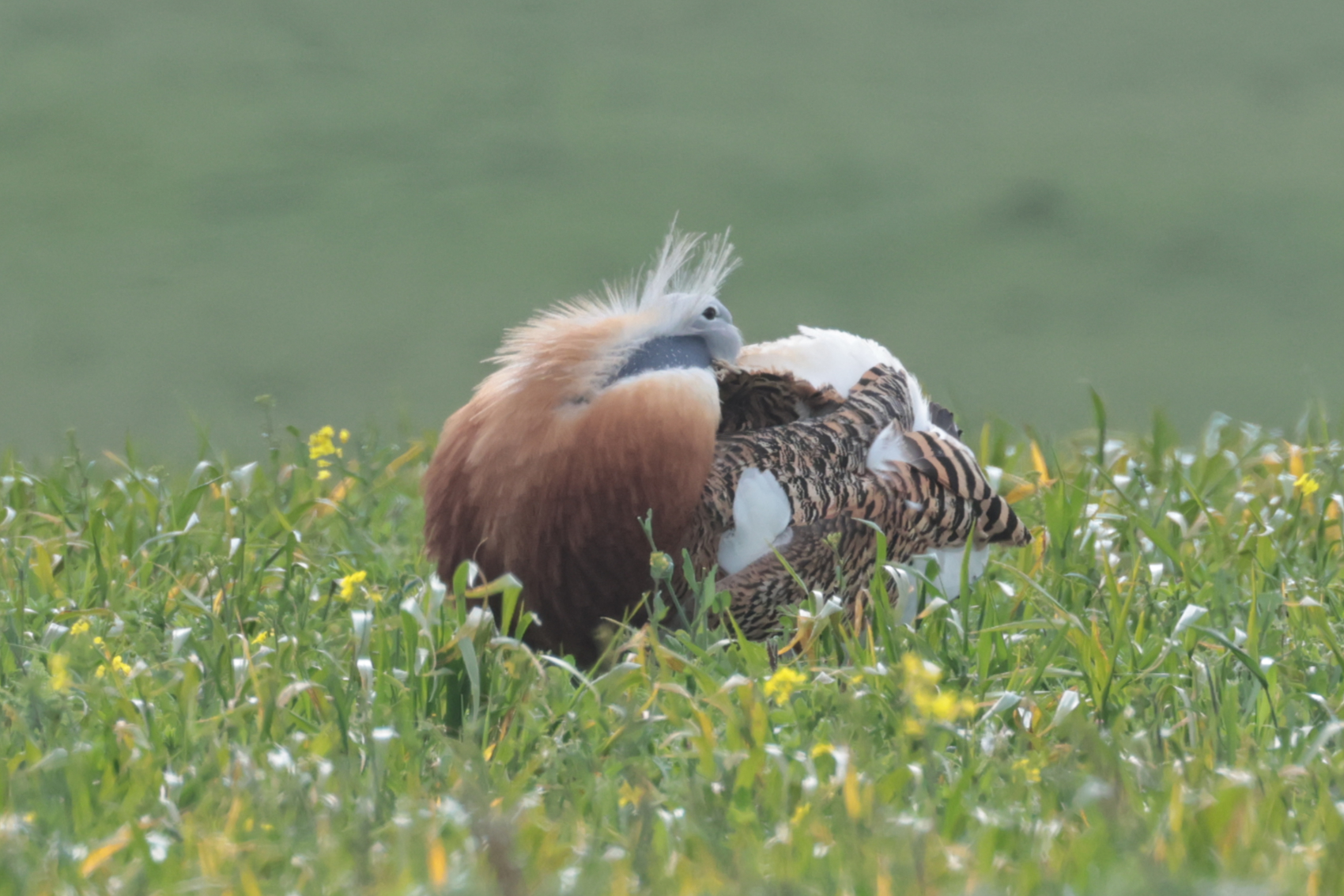 Great Bustard