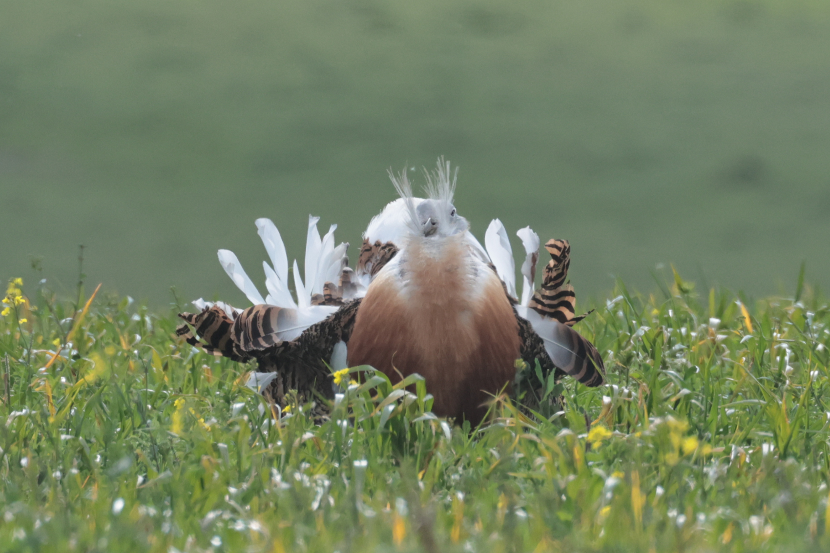 Great Bustard