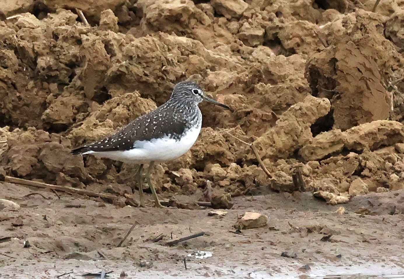Green Sandpiper