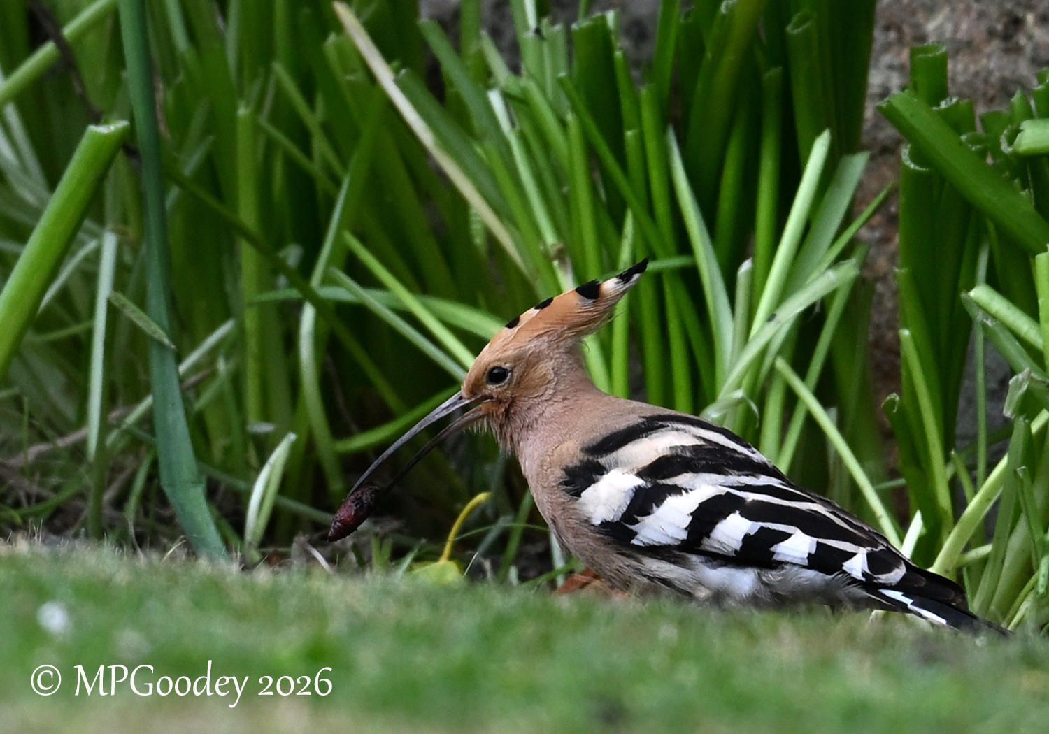 Hoopoe