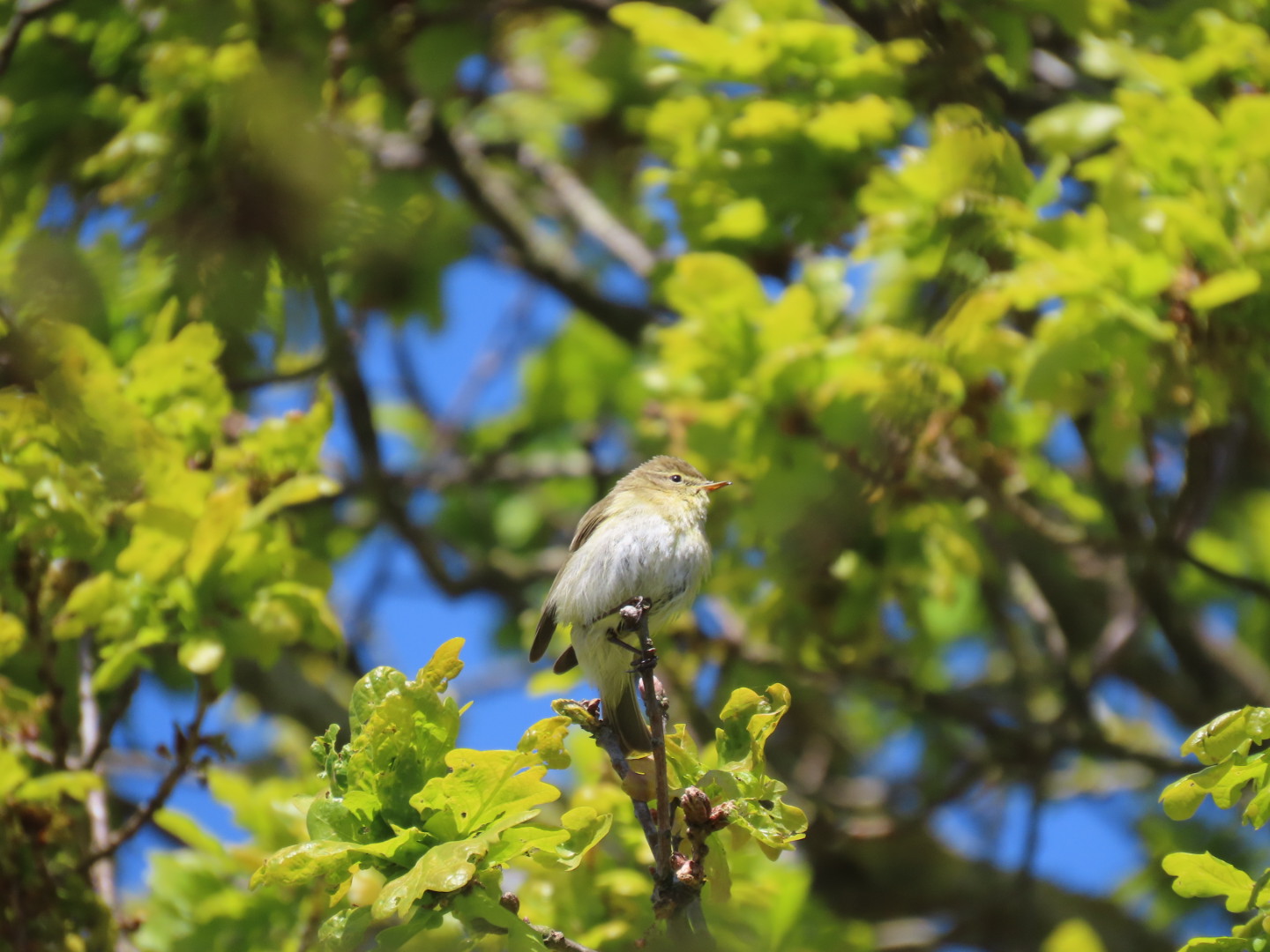 Iberian Chiffchaff