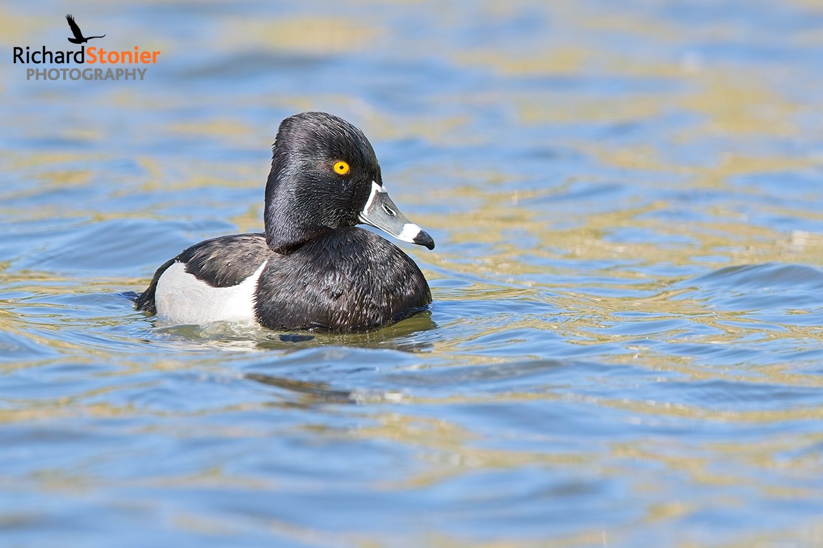 Ring-necked Duck