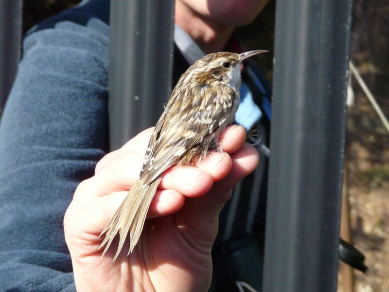 Short-toed Treecreeper