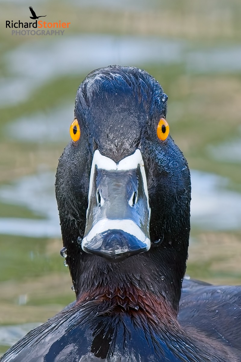 Ring-necked Duck
