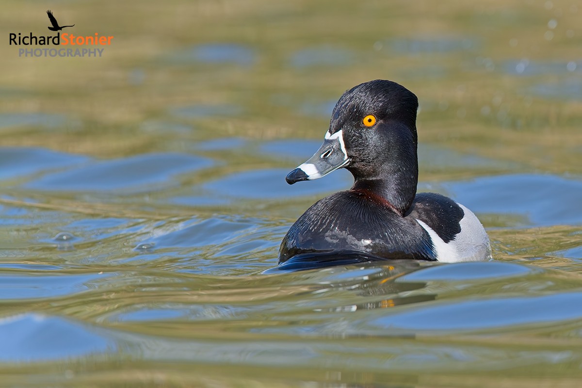 Ring-necked Duck