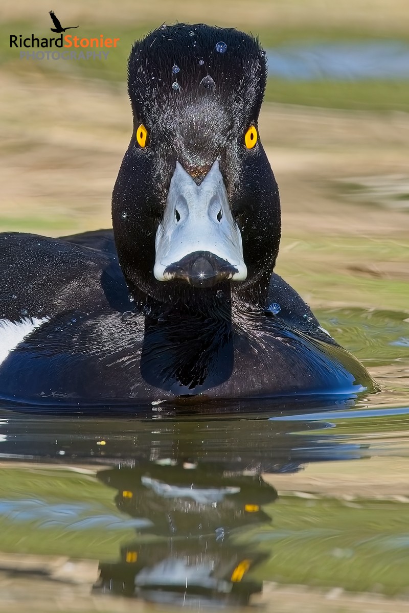 Tufted Duck