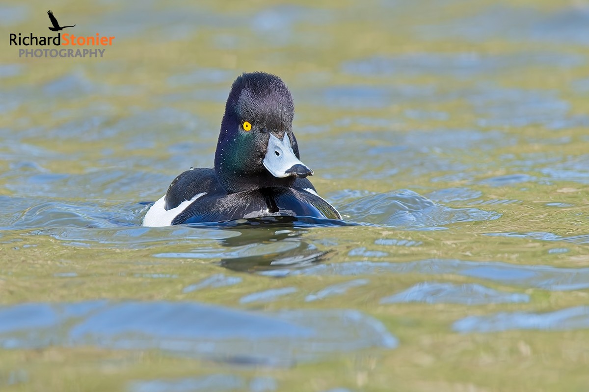 Tufted Duck