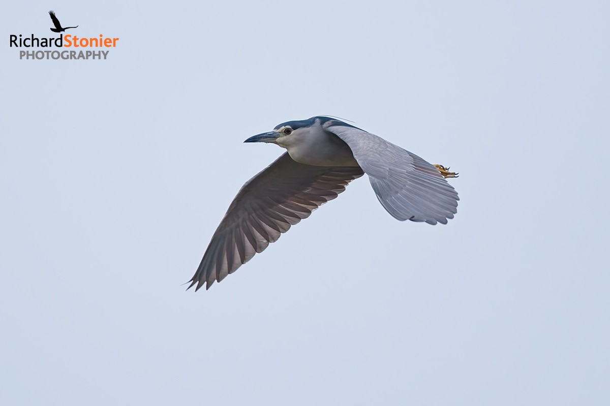 Night Heron