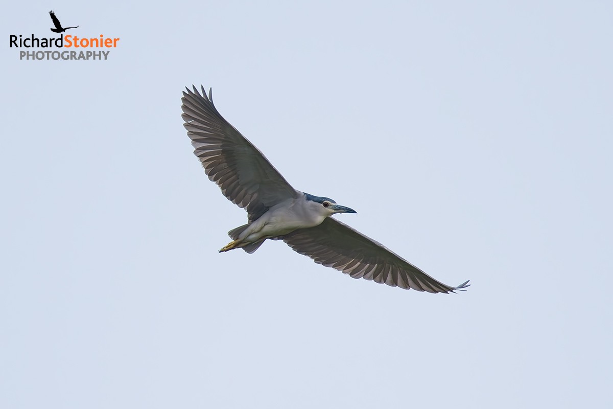 Night Heron