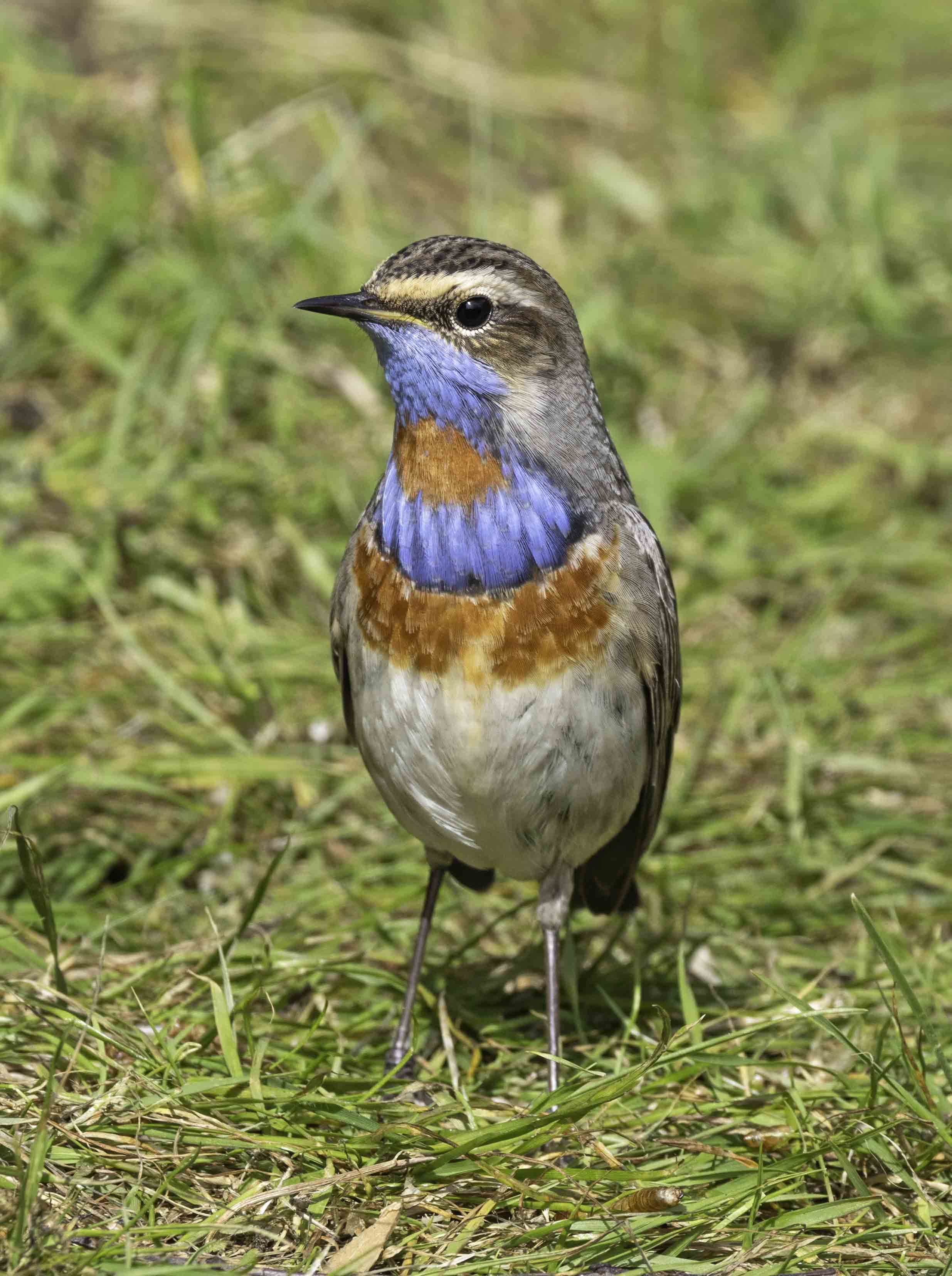 Red-spotted Bluethroat