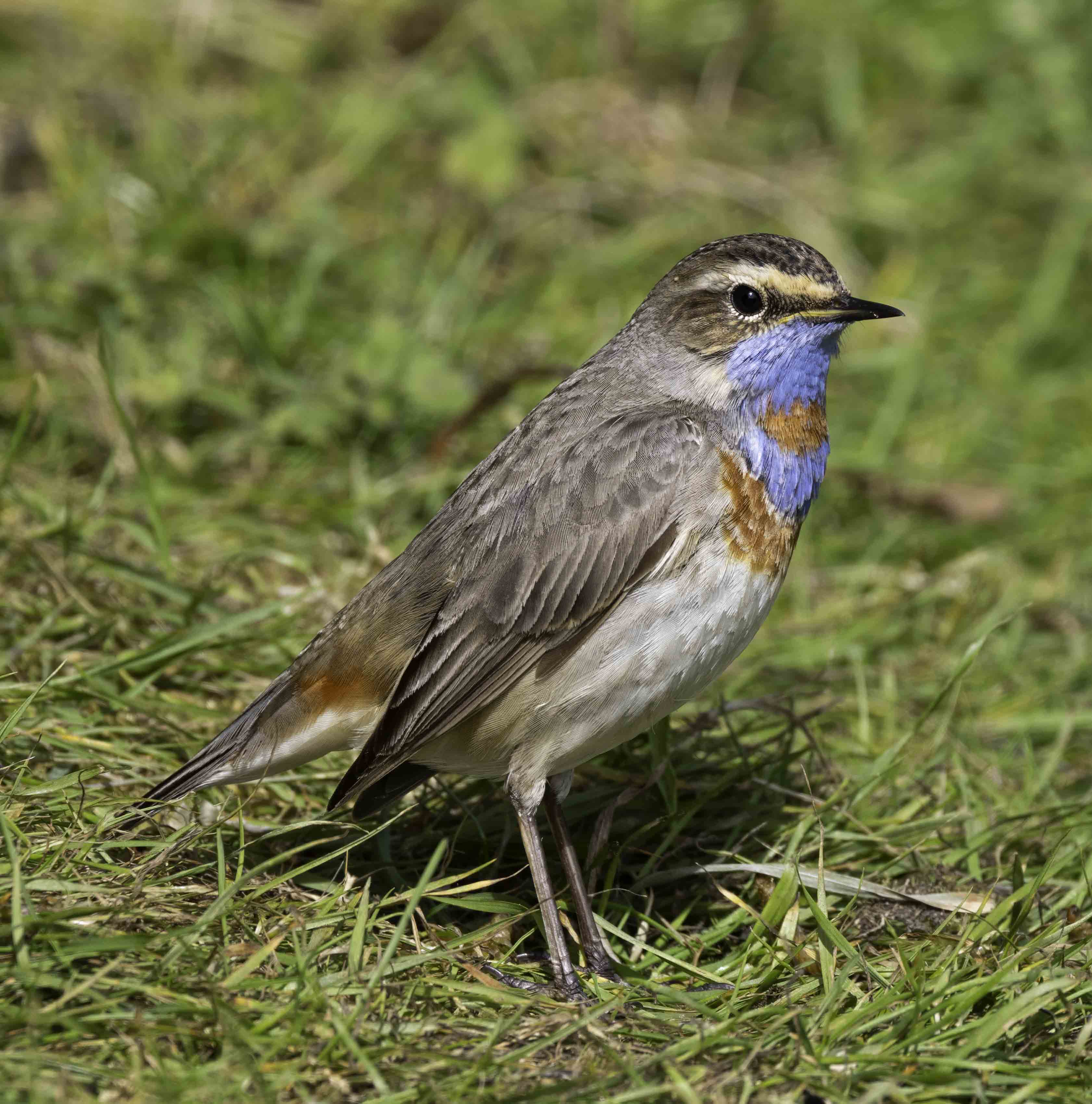 Red-spotted Bluethroat