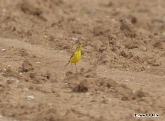 Yellow Wagtail