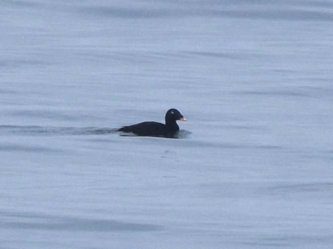 Stejneger's Scoter
