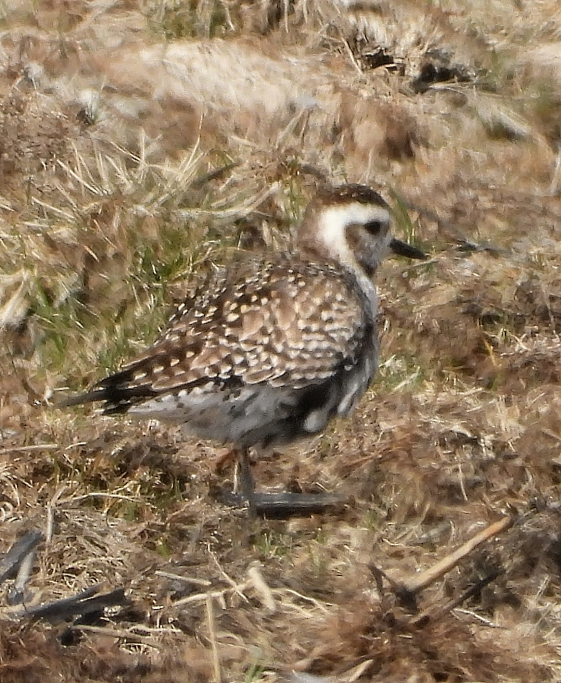 American Golden Plover