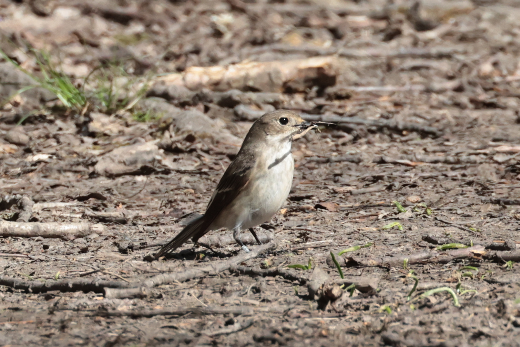 Pied Flycatcher