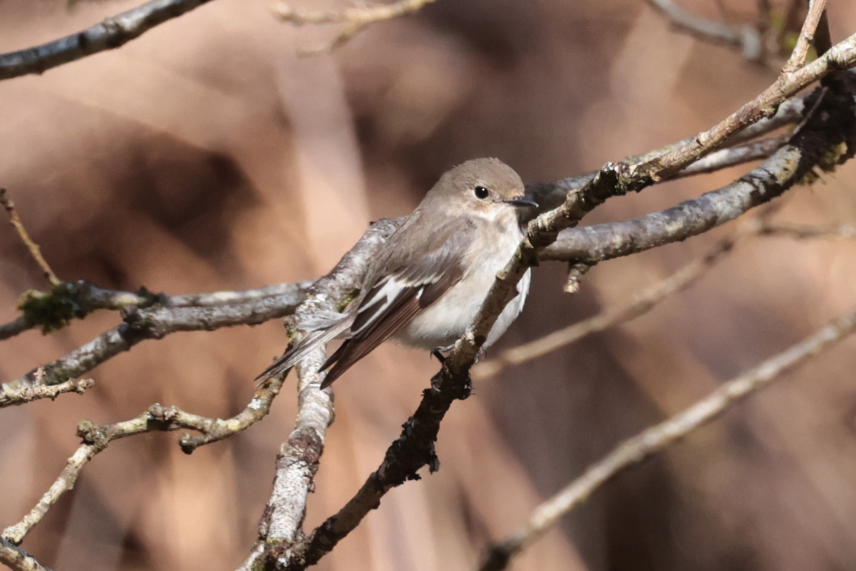 Pied Flycatcher