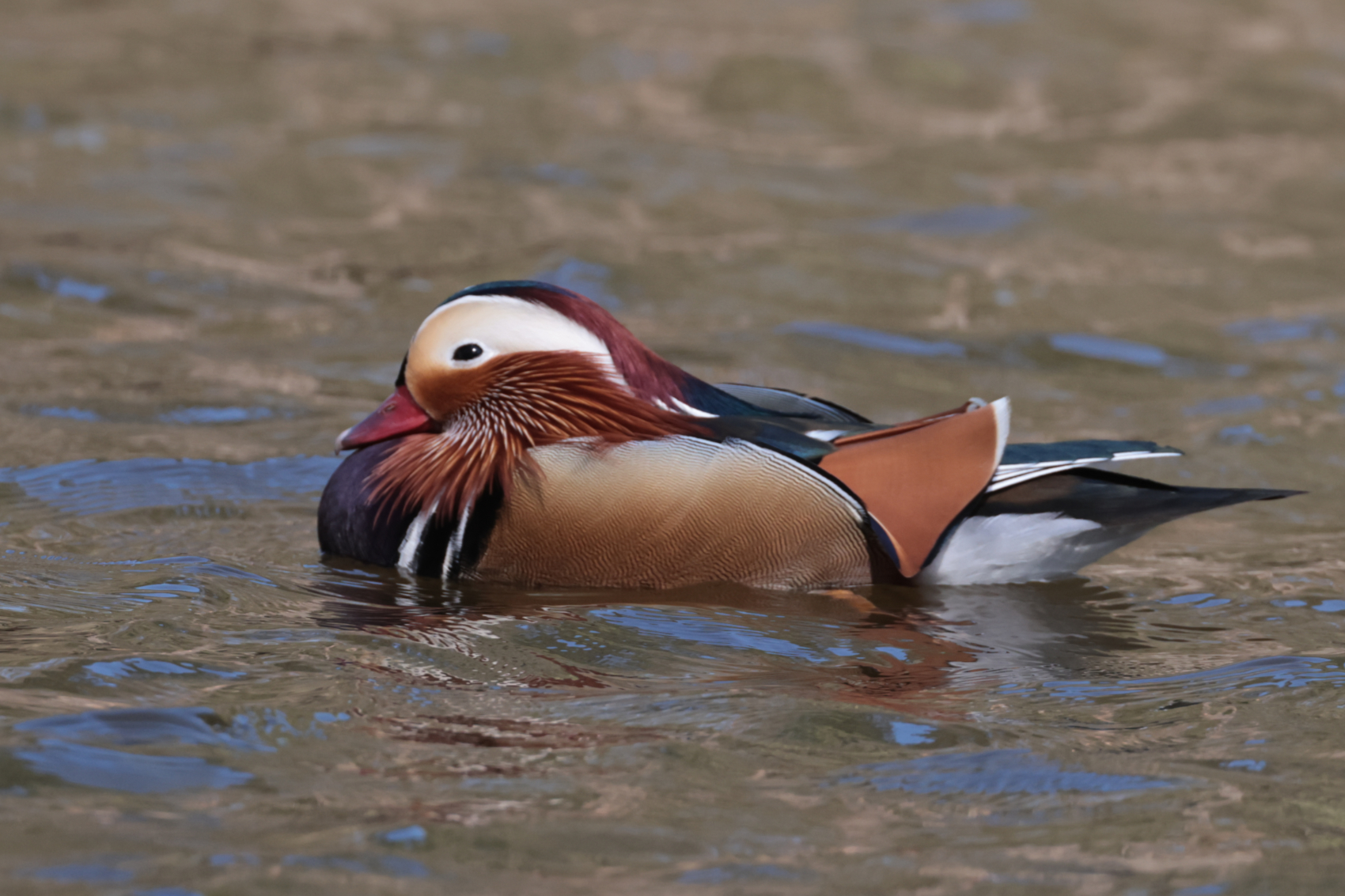 Mandarin Duck