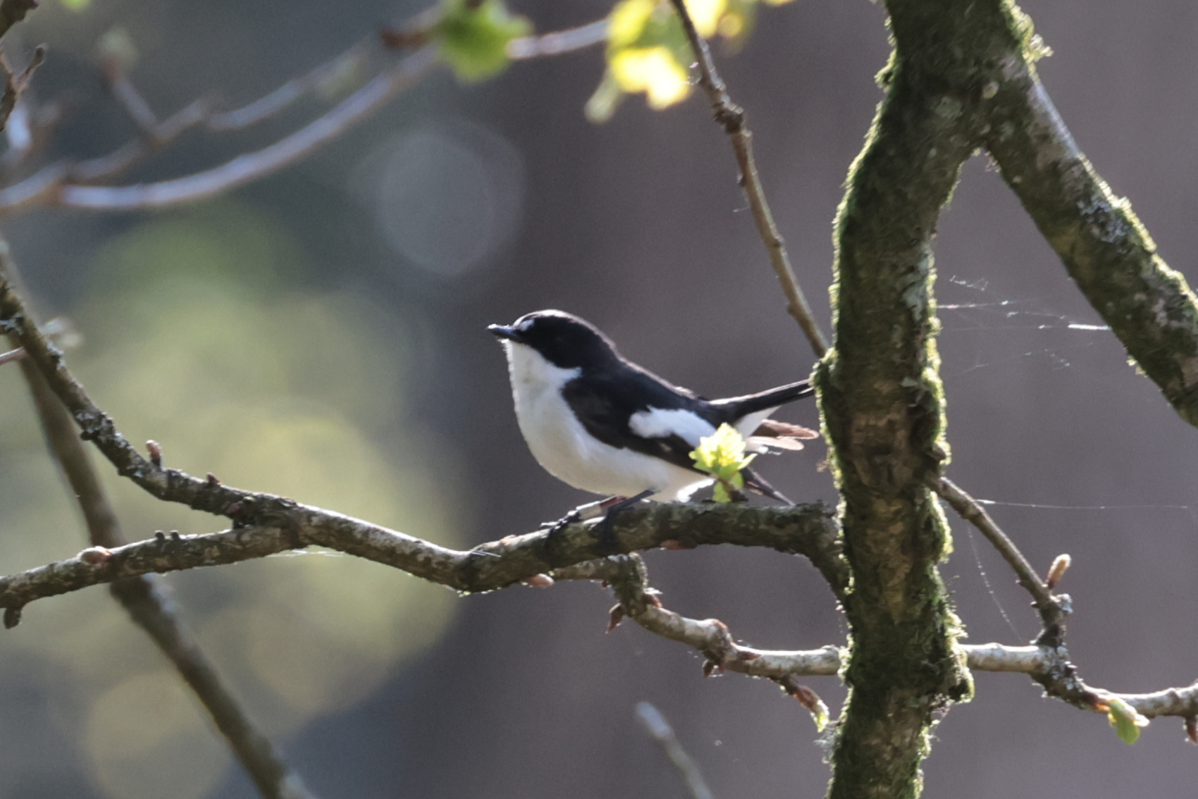 Pied Flycatcher