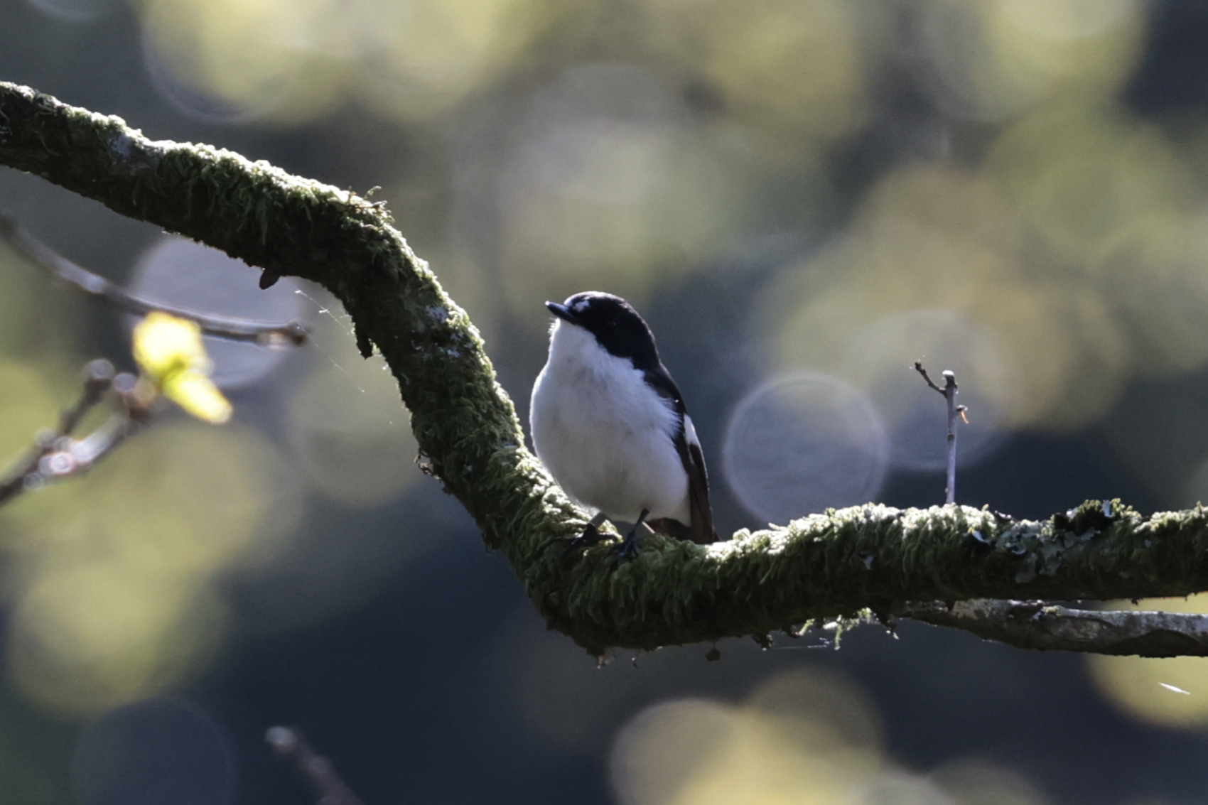 Pied Flycatcher