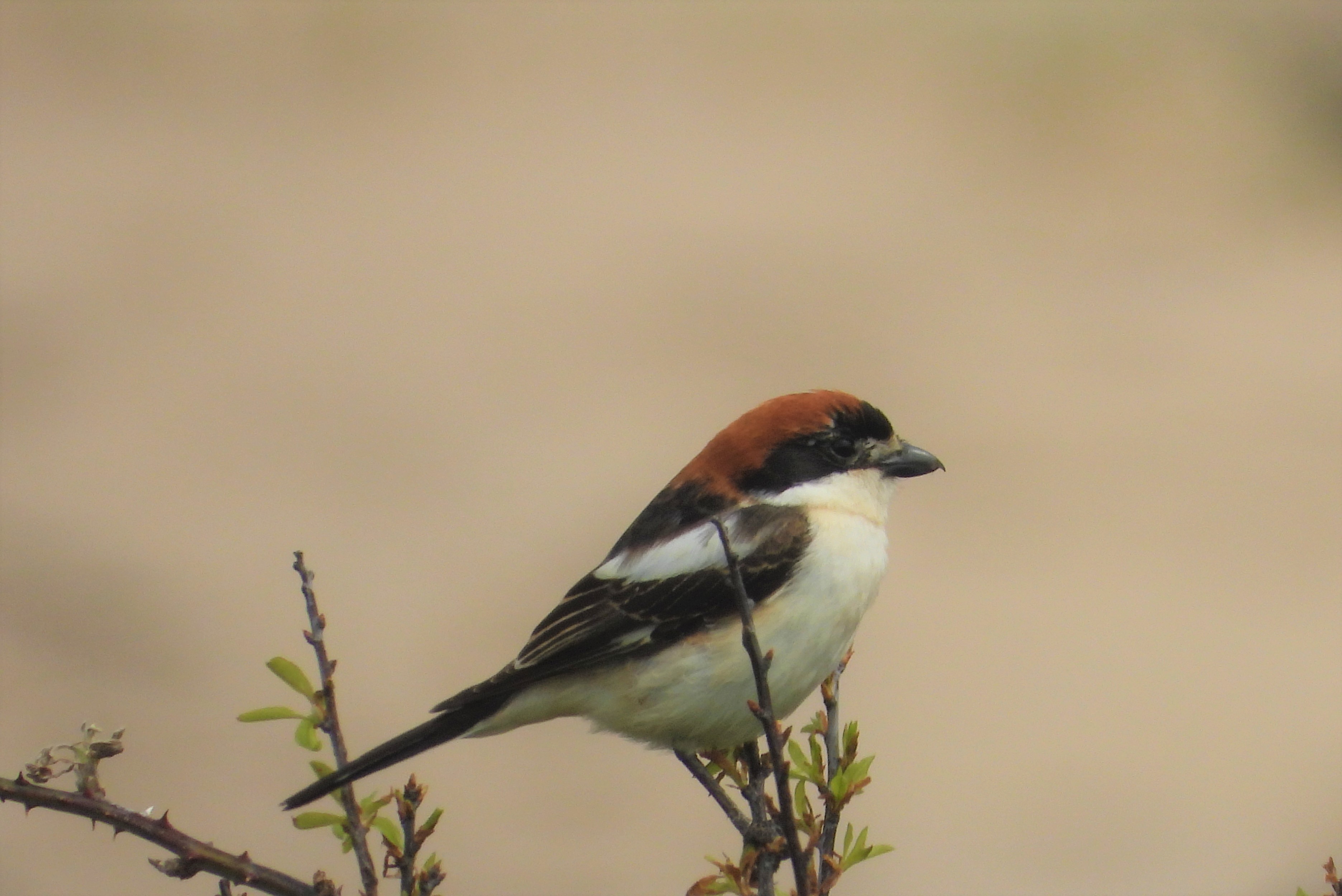 Woodchat Shrike