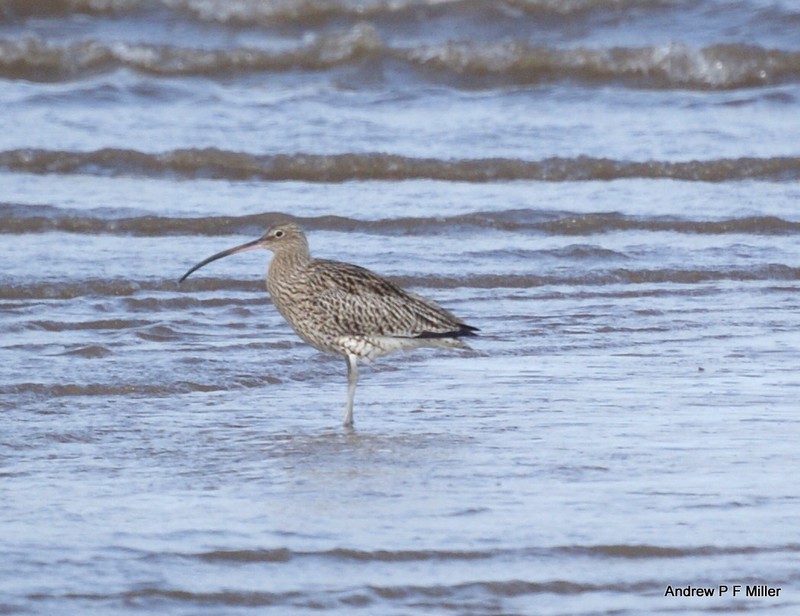 Curlew