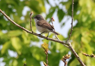 Lesser Whitethroat