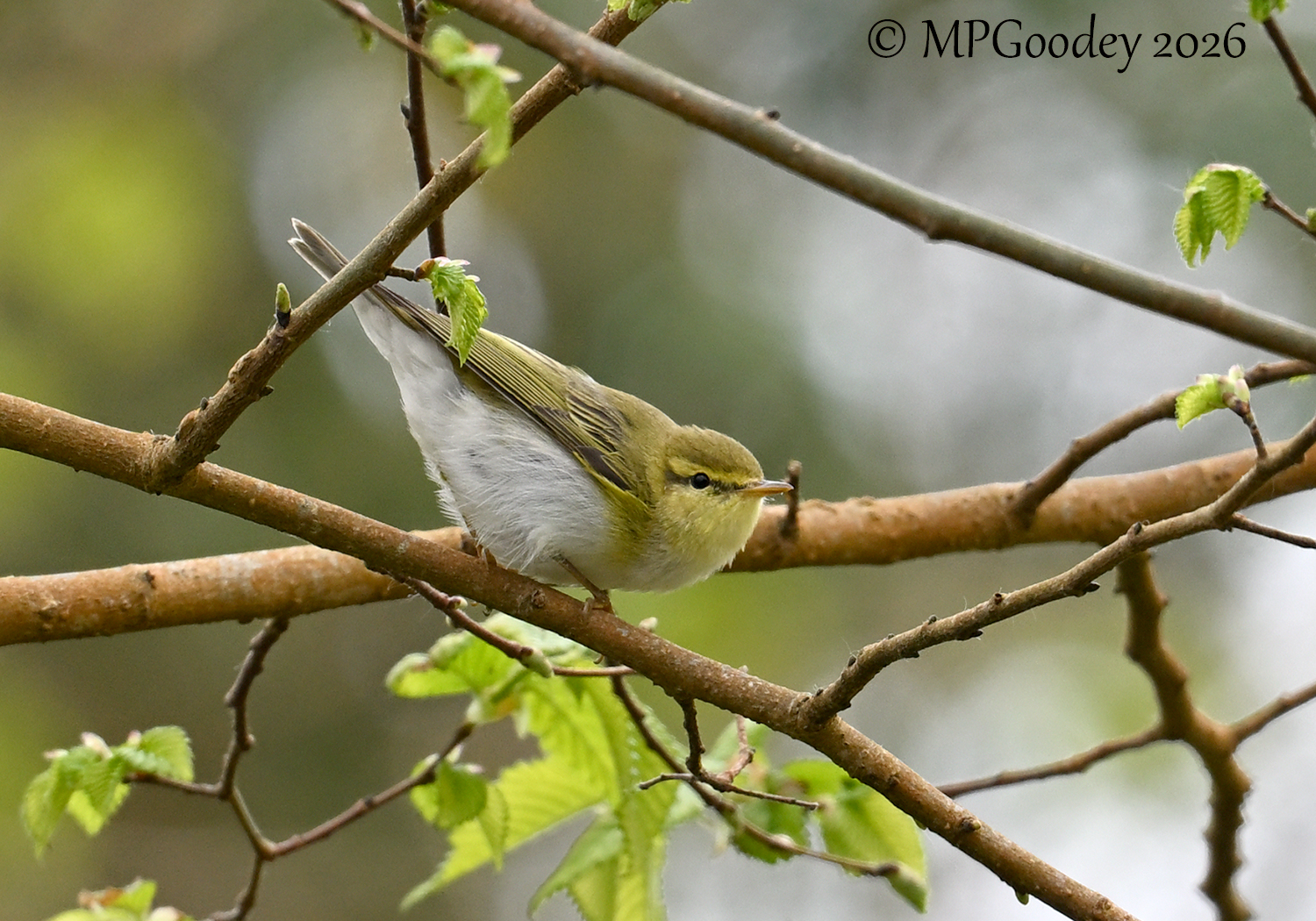 Wood Warbler