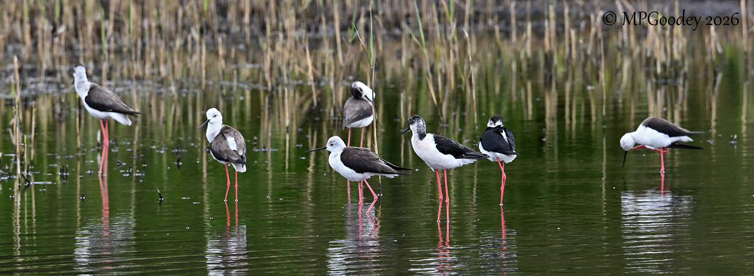 Black-winged Stilt
