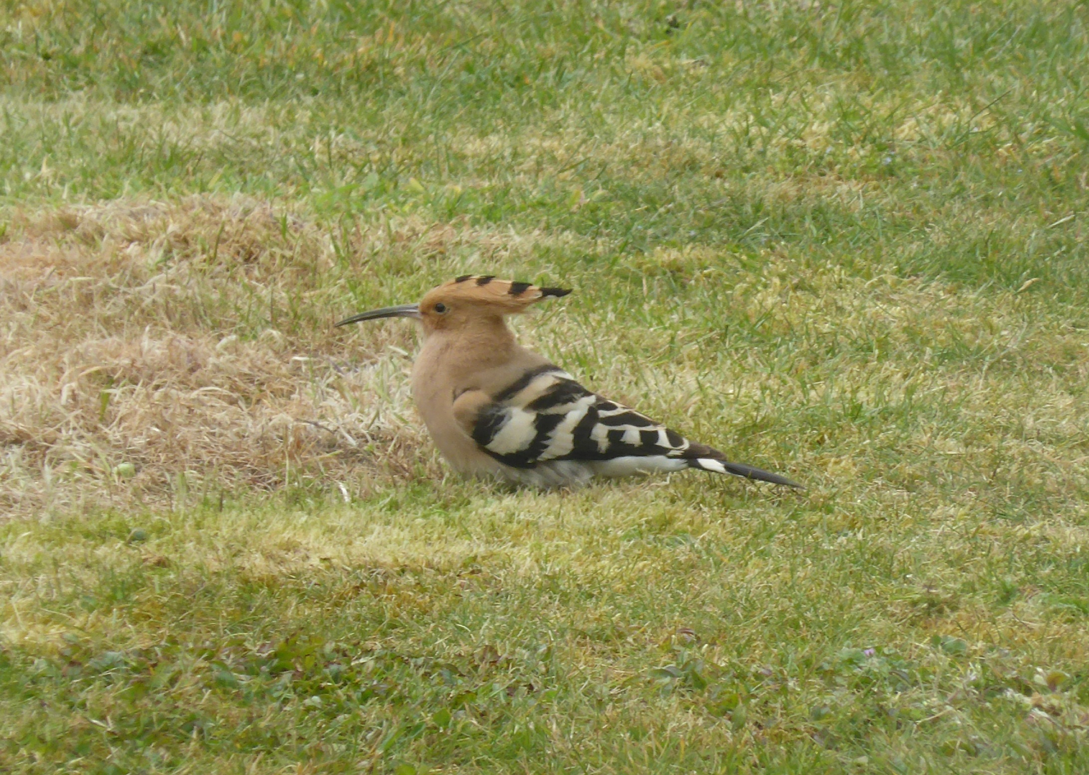 Hoopoe