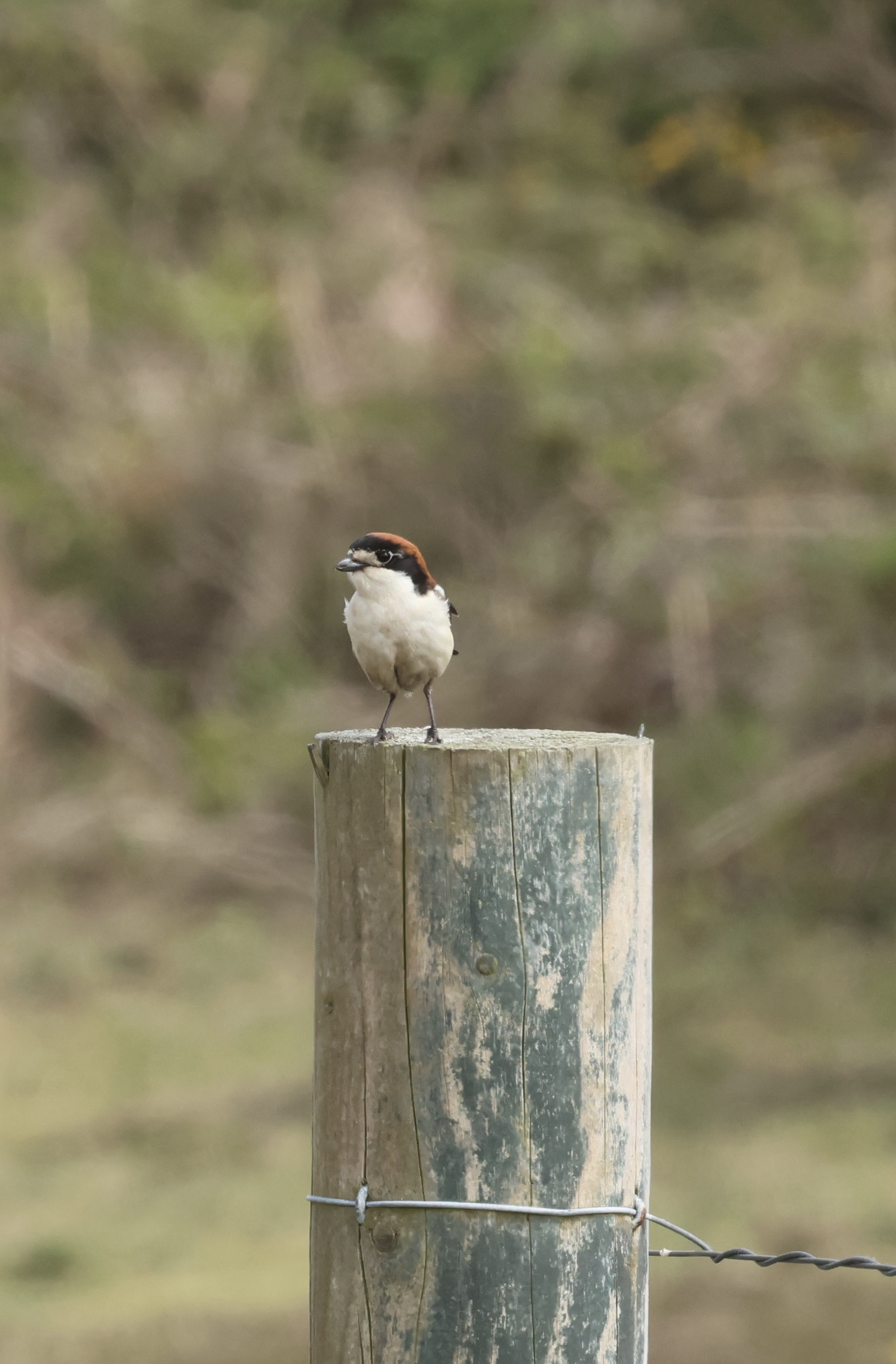 Woodchat Shrike