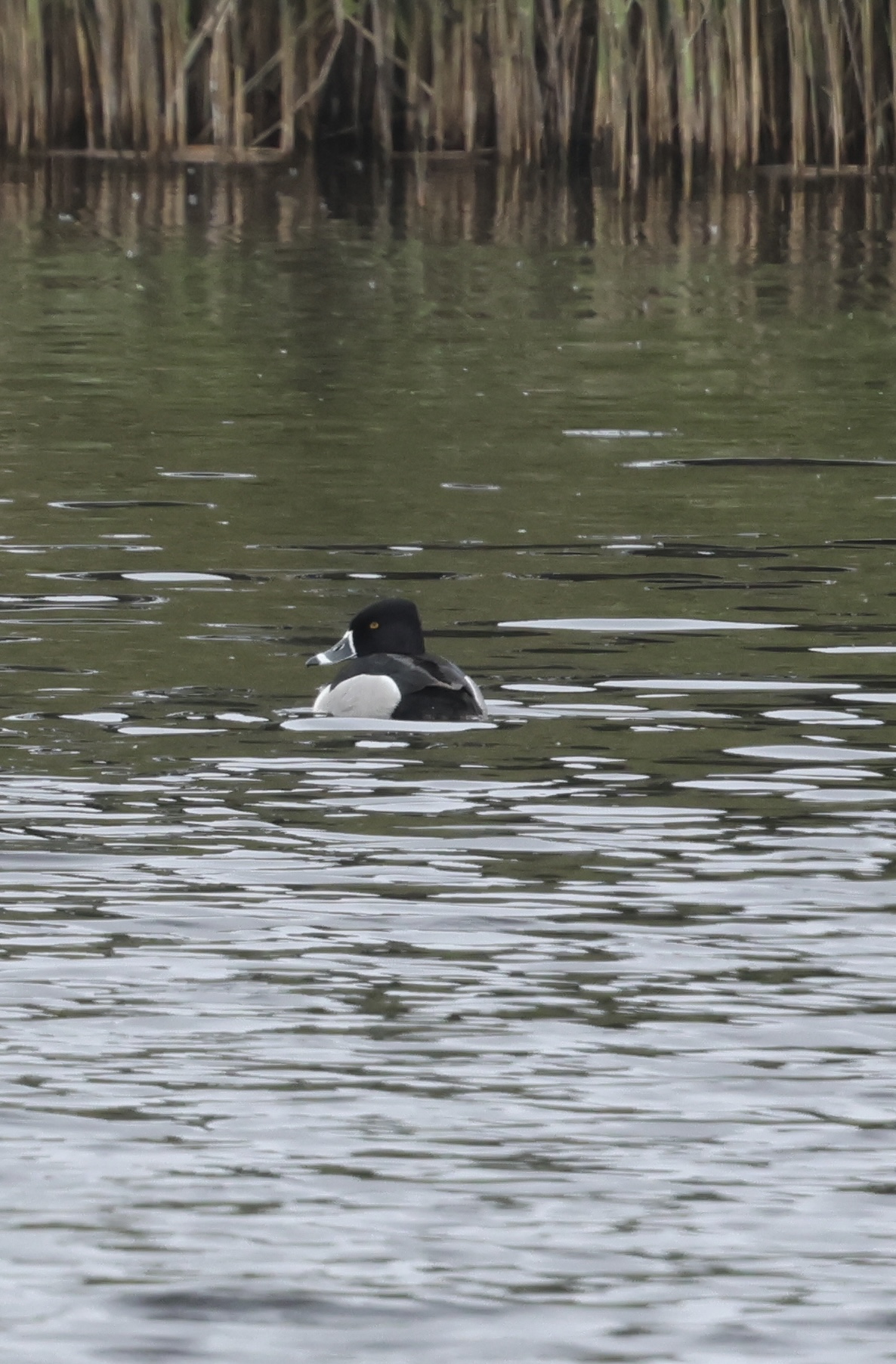 Ring-necked Duck