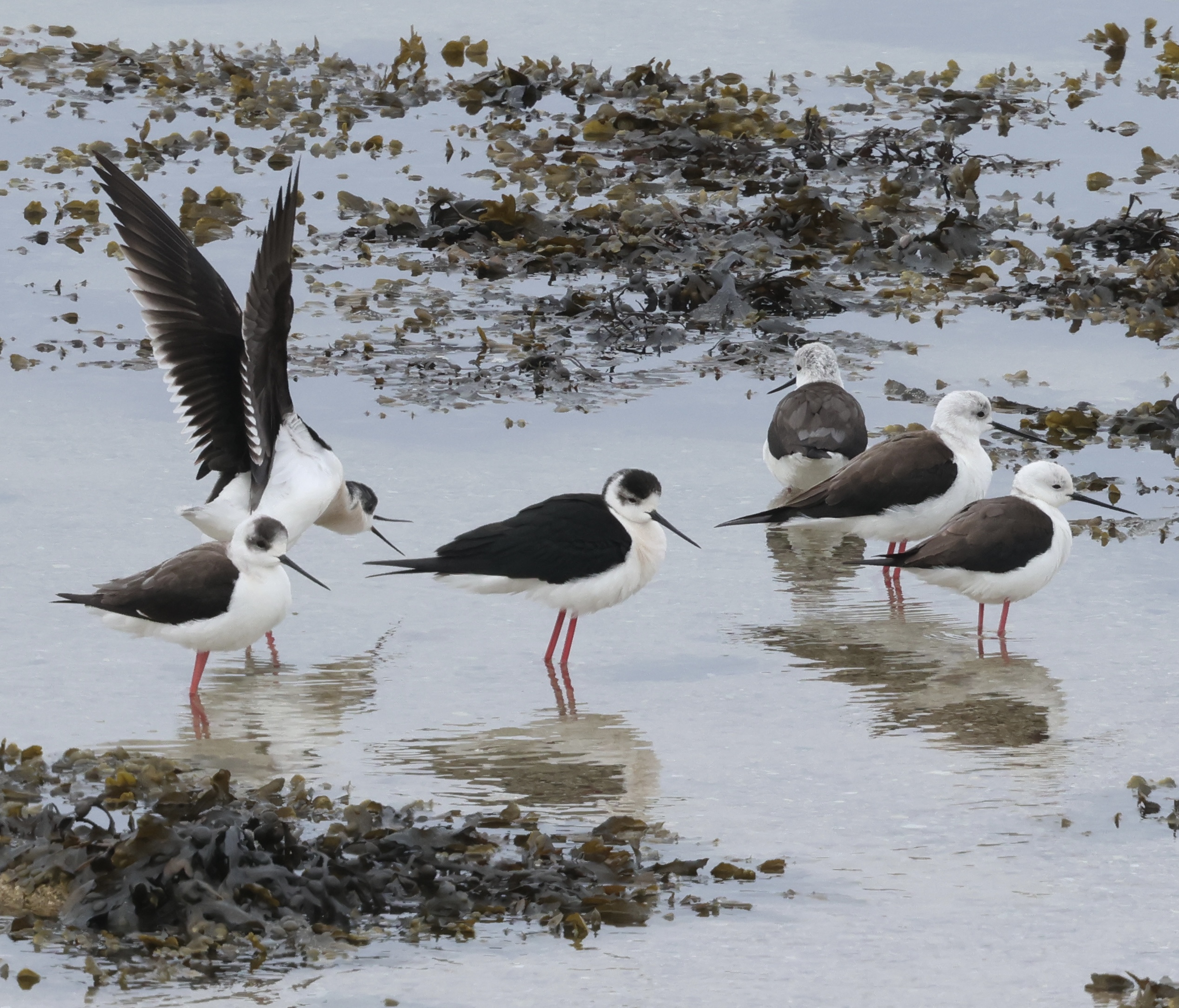 Black-winged Stilt