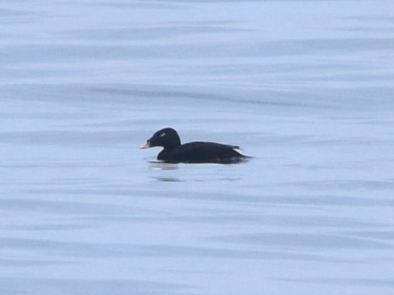 Stejneger's Scoter