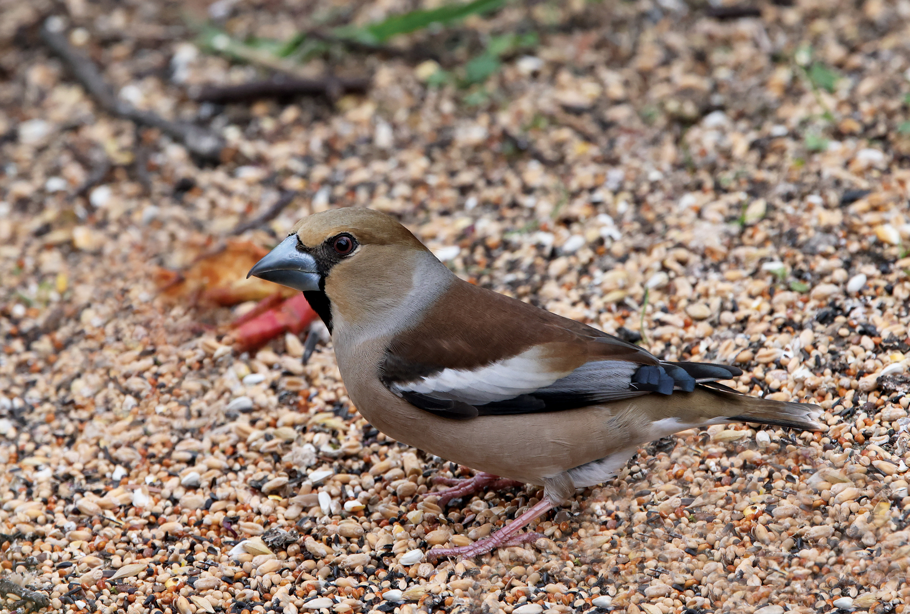 Hawfinch