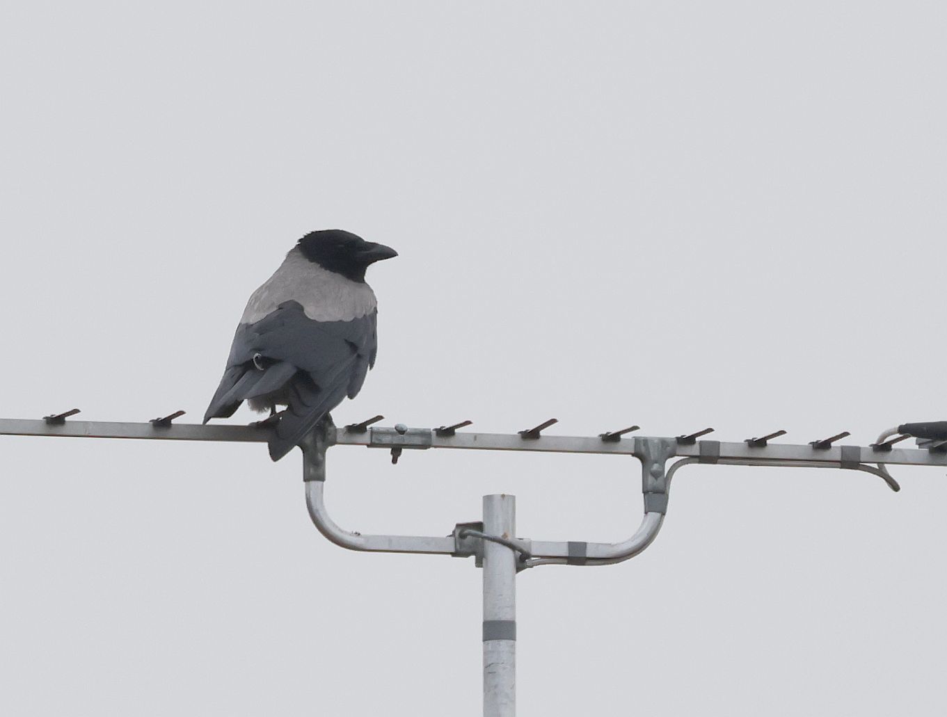 Hooded Crow