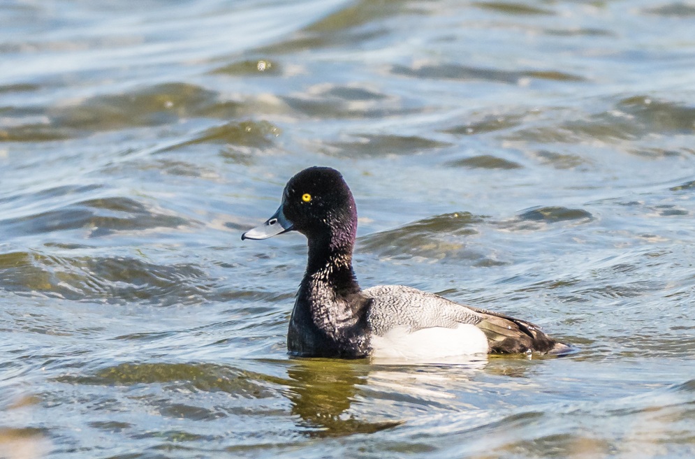 Lesser Scaup