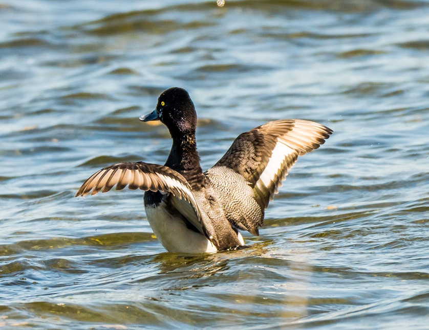 Lesser Scaup