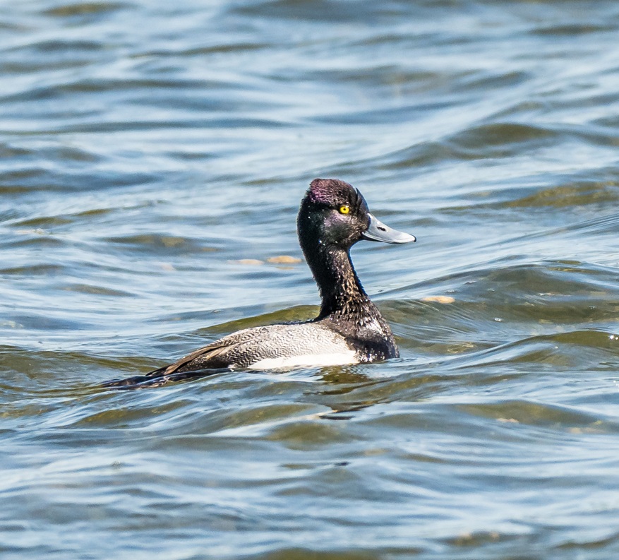 Lesser Scaup