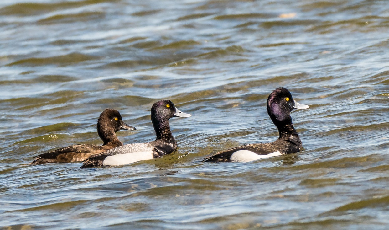 Lesser Scaup