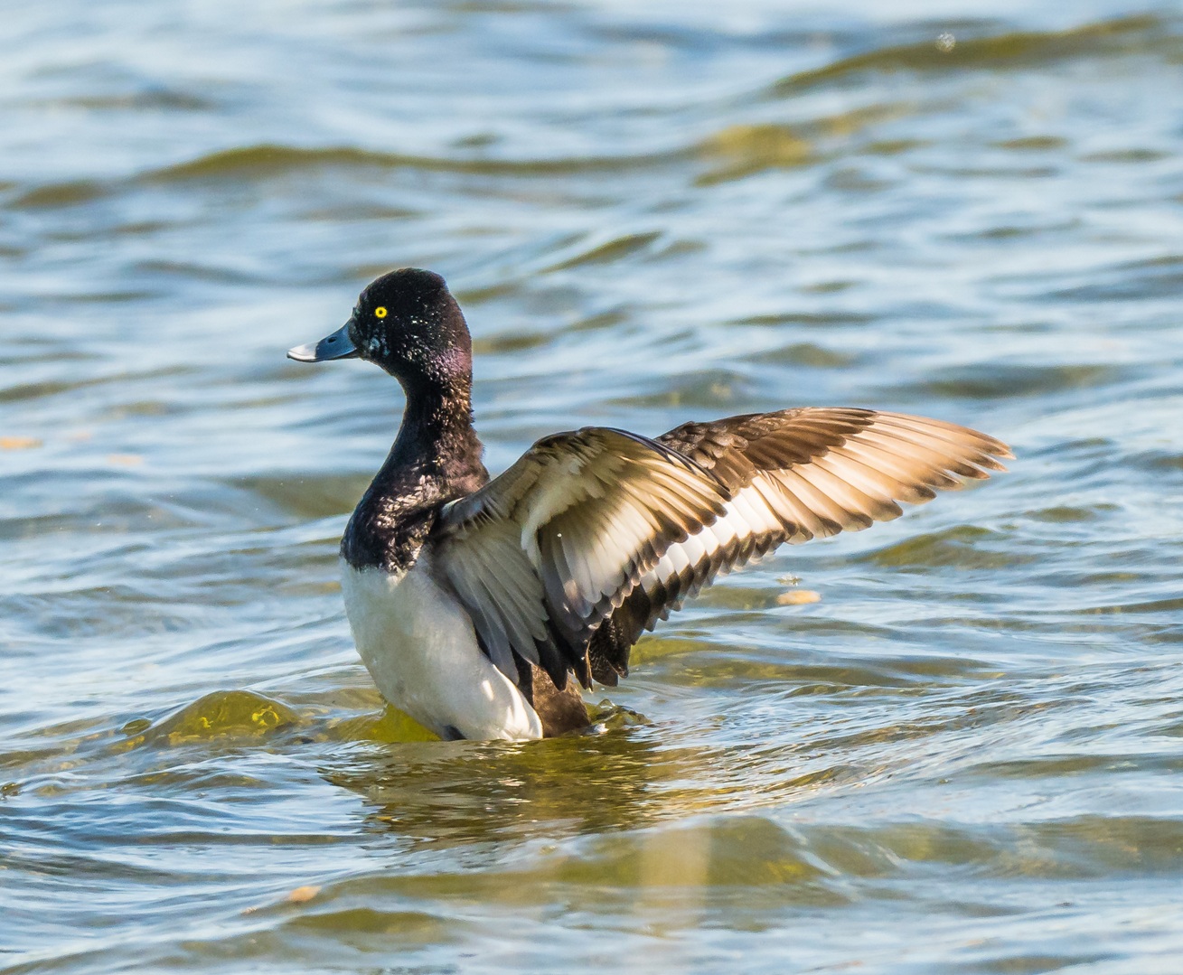 Lesser Scaup