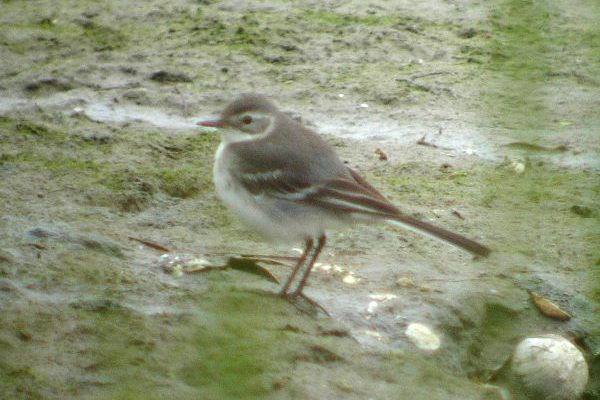 Citrine Wagtail
