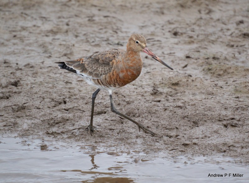 Black-tailed Godwit