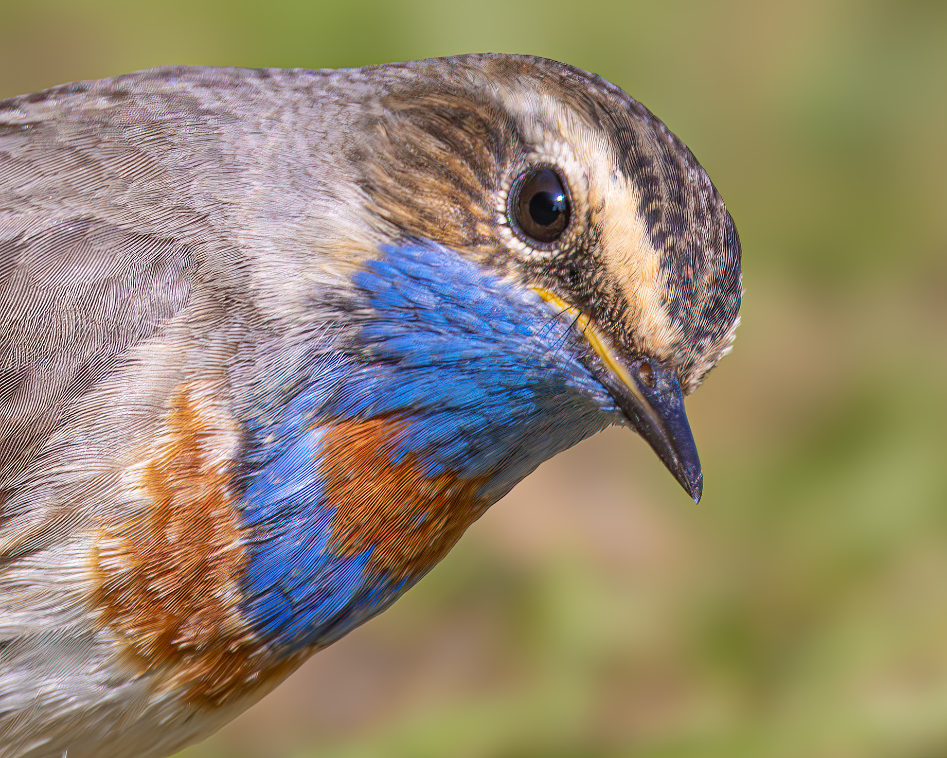 Red-spotted Bluethroat