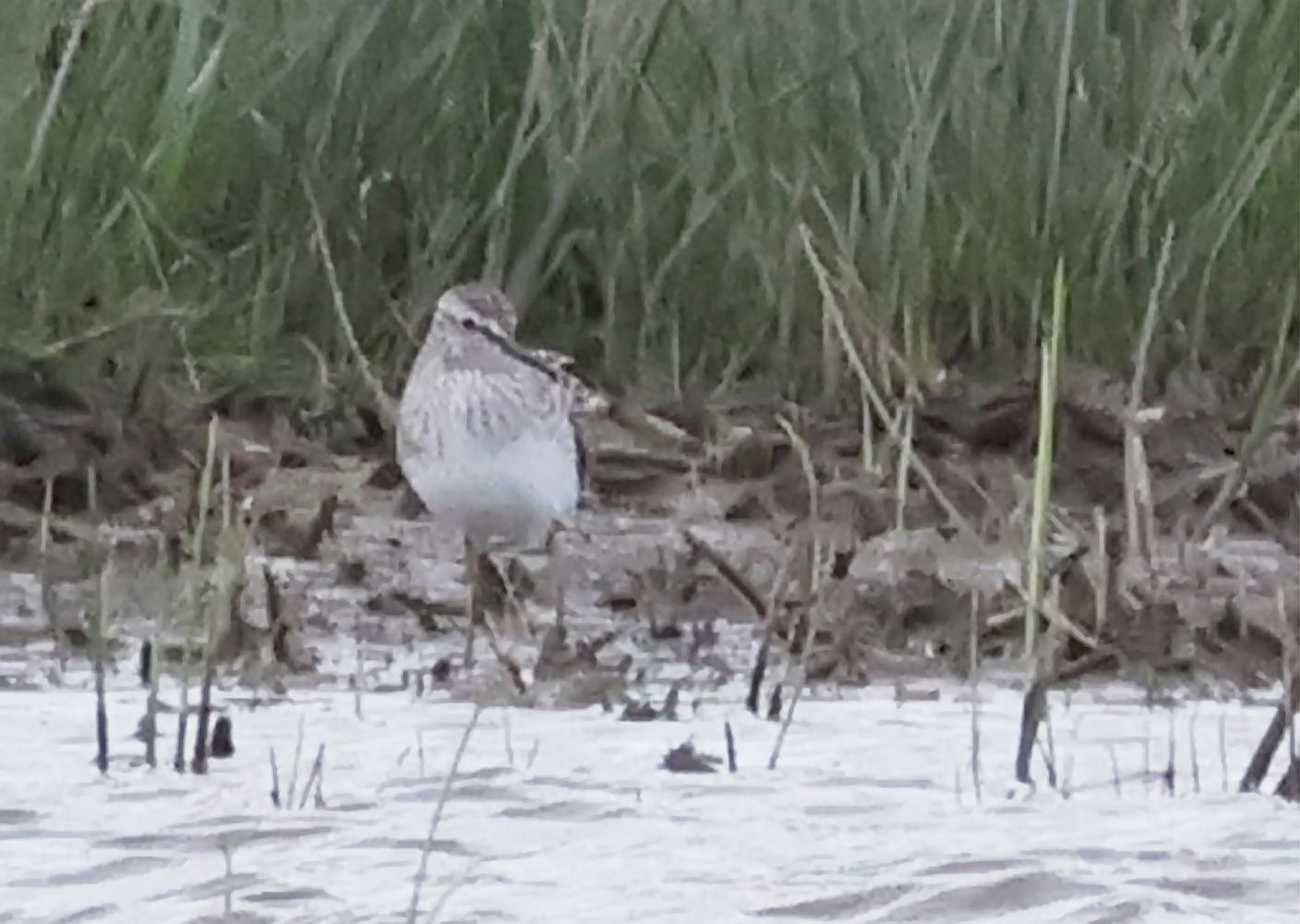 Wood Sandpiper