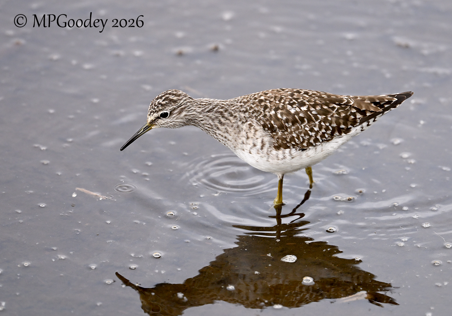 Wood Sandpiper