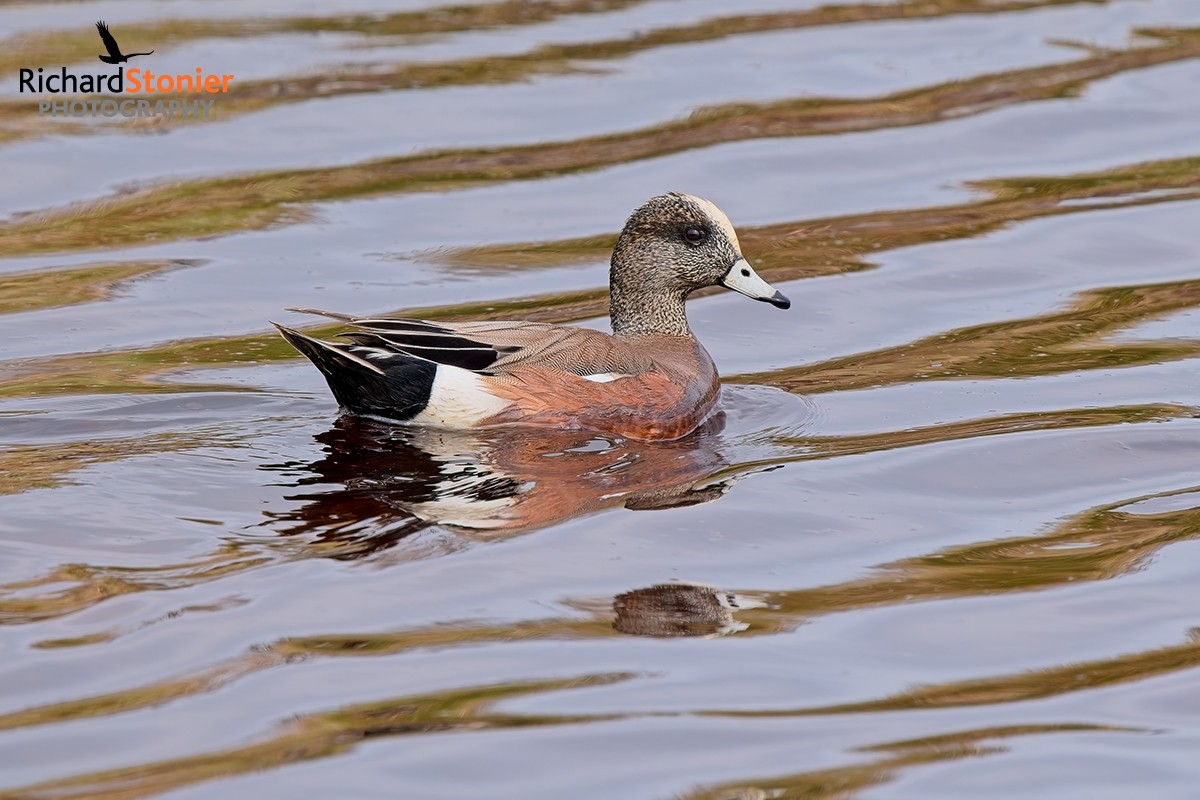 American Wigeon